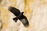 Image. Red-billed Chough