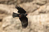 Image. Red-billed Chough