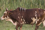 Image. Red-billed Oxpecker