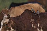 Image. Red-billed Oxpecker