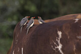Image. Red-billed Oxpecker