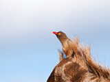 Image. Red-billed Oxpecker