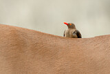 Image. Red-billed Oxpecker