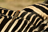 Image. Red-billed Oxpecker