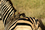 Image. Red-billed Oxpecker