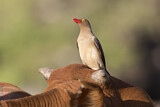 Image. Red-billed Oxpecker