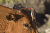 Image. Red-billed Oxpecker