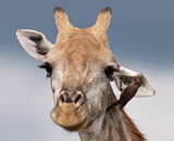 Image. Red-billed Oxpecker