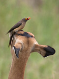 Image. Red-billed Oxpecker