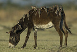 Image. Red-billed Oxpecker