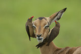 Image. Red-billed Oxpecker