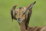 Image. Red-billed Oxpecker