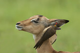 Image. Red-billed Oxpecker