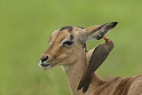 Image. Red-billed Oxpecker