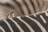 Image. Red-billed Oxpecker