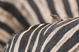 Image. Red-billed Oxpecker
