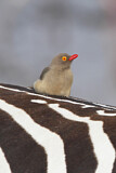 Image. Red-billed Oxpecker