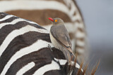 Image. Red-billed Oxpecker