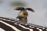 Image. Red-billed Oxpecker