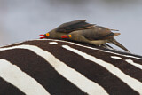 Image. Red-billed Oxpecker