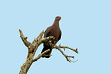 Image. Red-billed Pigeon