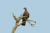 Image. Red-billed Pigeon