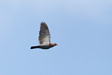 Image. Red-billed Pigeon