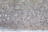 Image. Red-billed Quelea