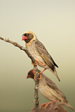 Image. Red-billed Quelea