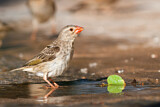 Image. Red-billed Quelea
