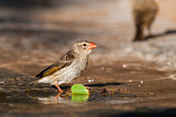 Image. Red-billed Quelea