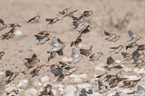 Image. Red-billed Quelea