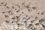Image. Red-billed Quelea