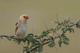 Image. Red-billed Quelea