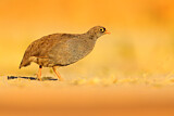 Image. Red-billed Spurfowl