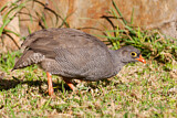 Image. Red-billed Spurfowl
