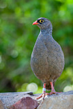 Image. Red-billed Spurfowl