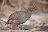 Image. Red-billed Spurfowl