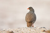 Image. Red-billed Spurfowl