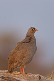 Image. Red-billed Spurfowl