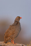 Image. Red-billed Spurfowl