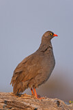 Image. Red-billed Spurfowl