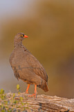Image. Red-billed Spurfowl