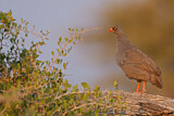 Image. Red-billed Spurfowl