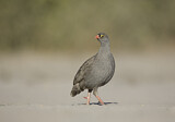 Image. Red-billed Spurfowl