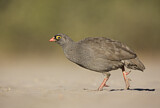 Image. Red-billed Spurfowl