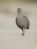 Image. Red-billed Spurfowl