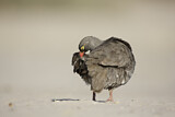 Image. Red-billed Spurfowl