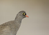 Image. Red-billed Spurfowl