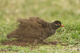 Image. Red-billed Spurfowl
